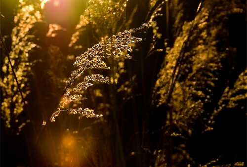 golden light falls on wheat