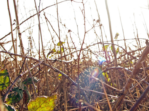 lens-flare-photography