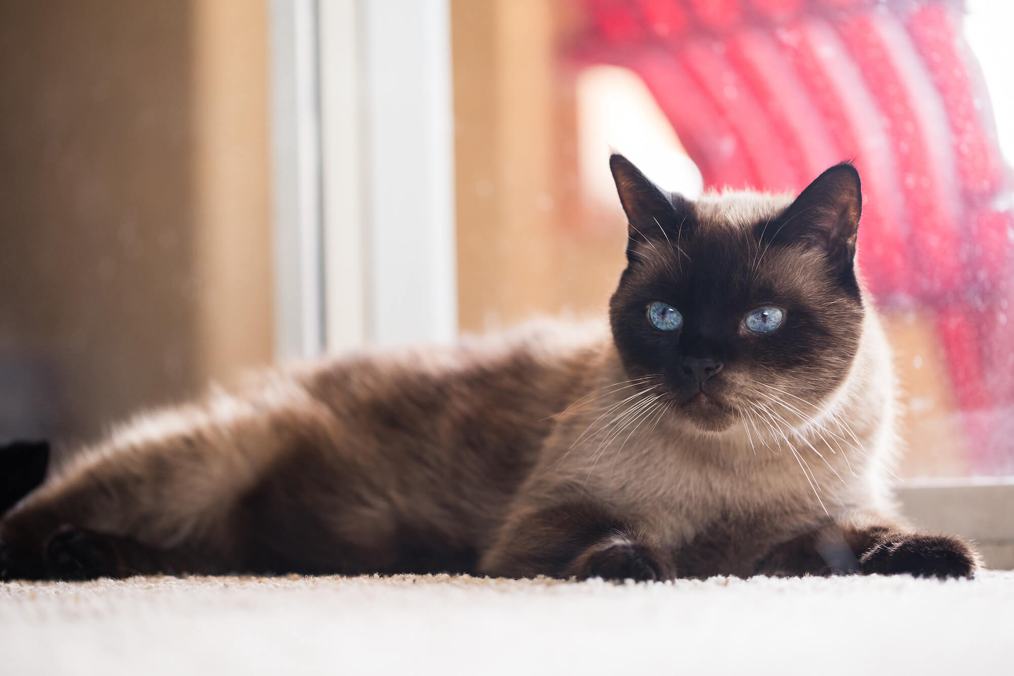 cat lays in front of window