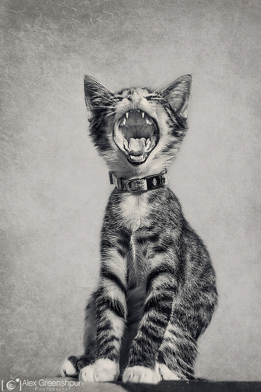 yawning kitten