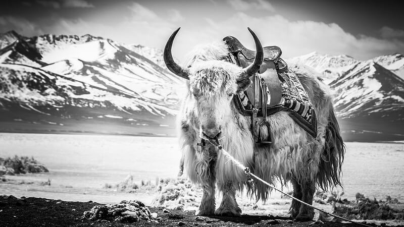 yak