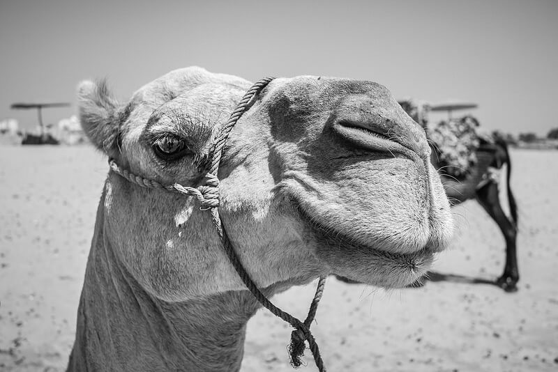 camel close up