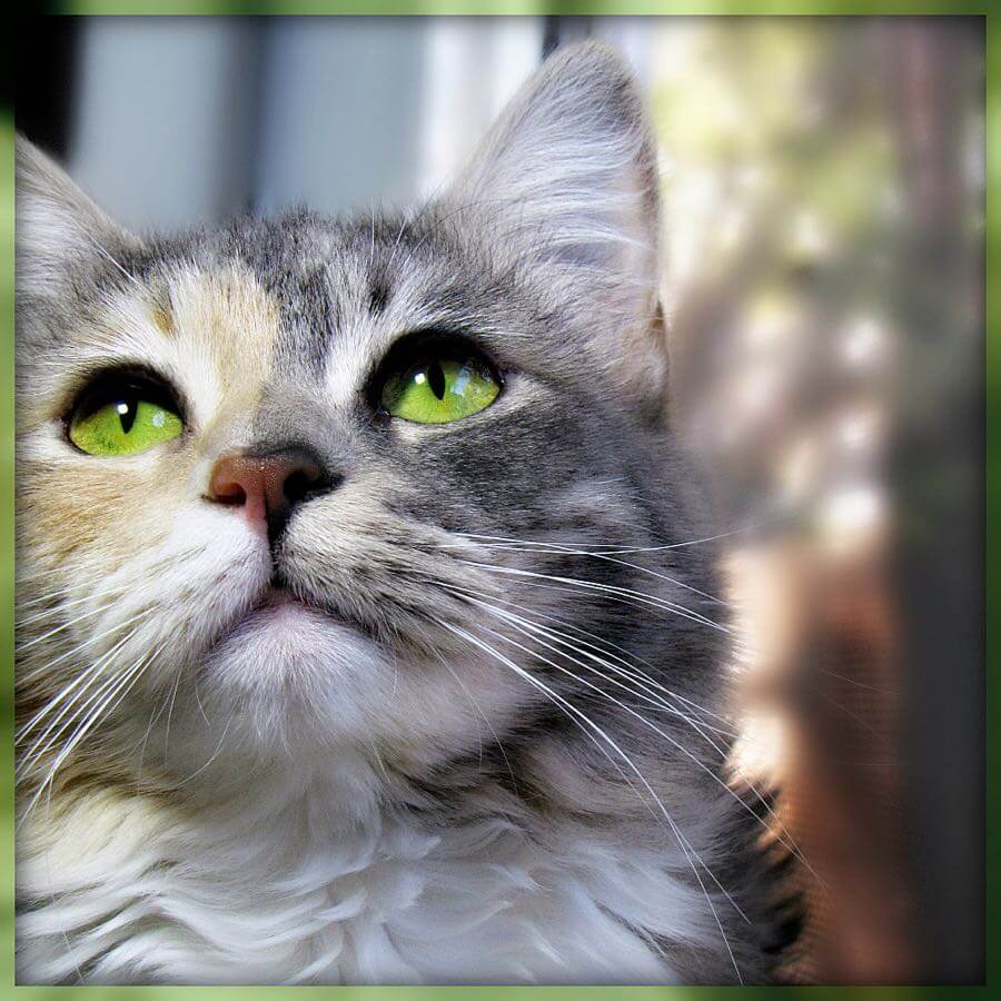 Trish Hamme - "The cat is nature's Beauty." - French Proverb