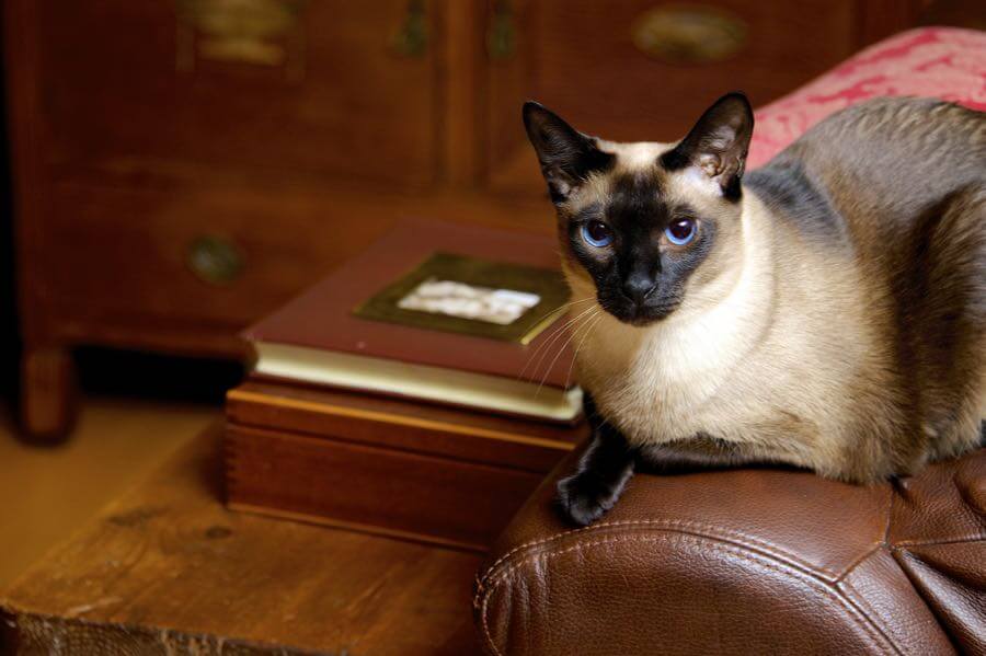 Jamie McCaffrey - One classic cat