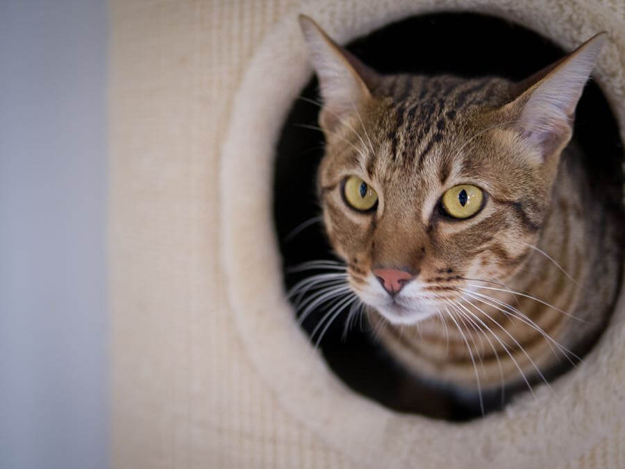 Sander van der Wel - Nosey