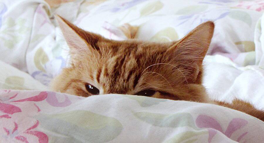 Trish Hamme - cat ? what cat ?