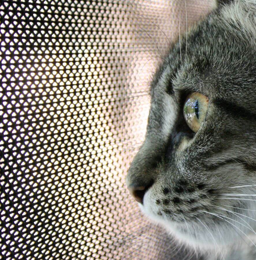 Wilf - the other side of the grill is always fuzzier