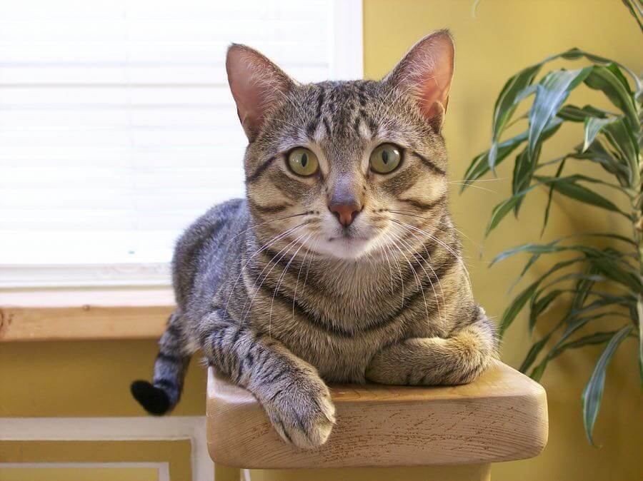 Michael Gil - What a poser!