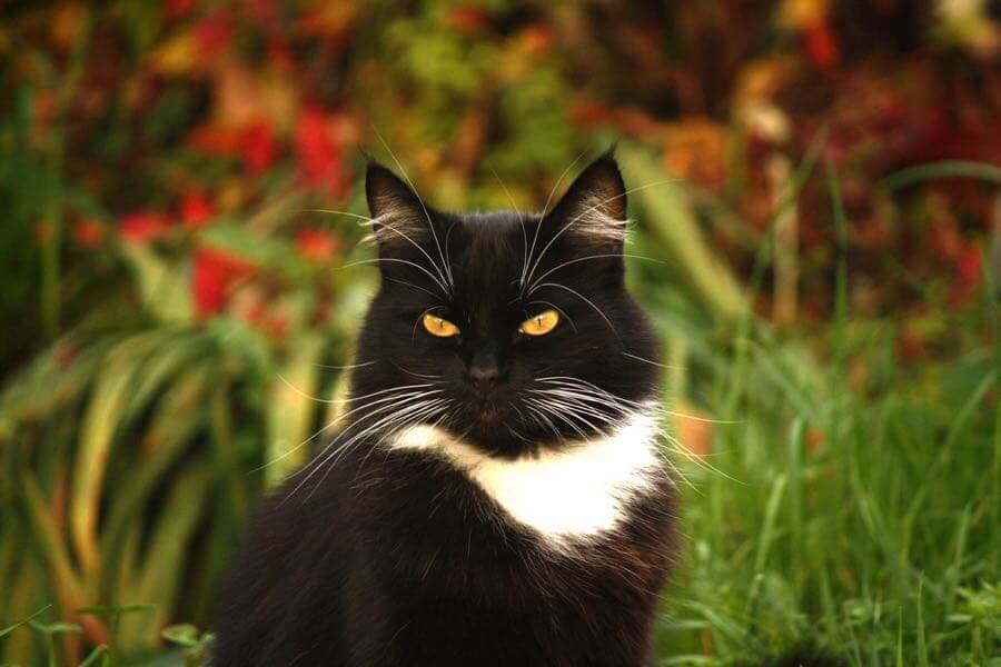 jans canon - Cat Willum