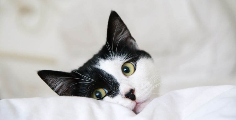 Tomas Aleksiejunas - Black and white cat