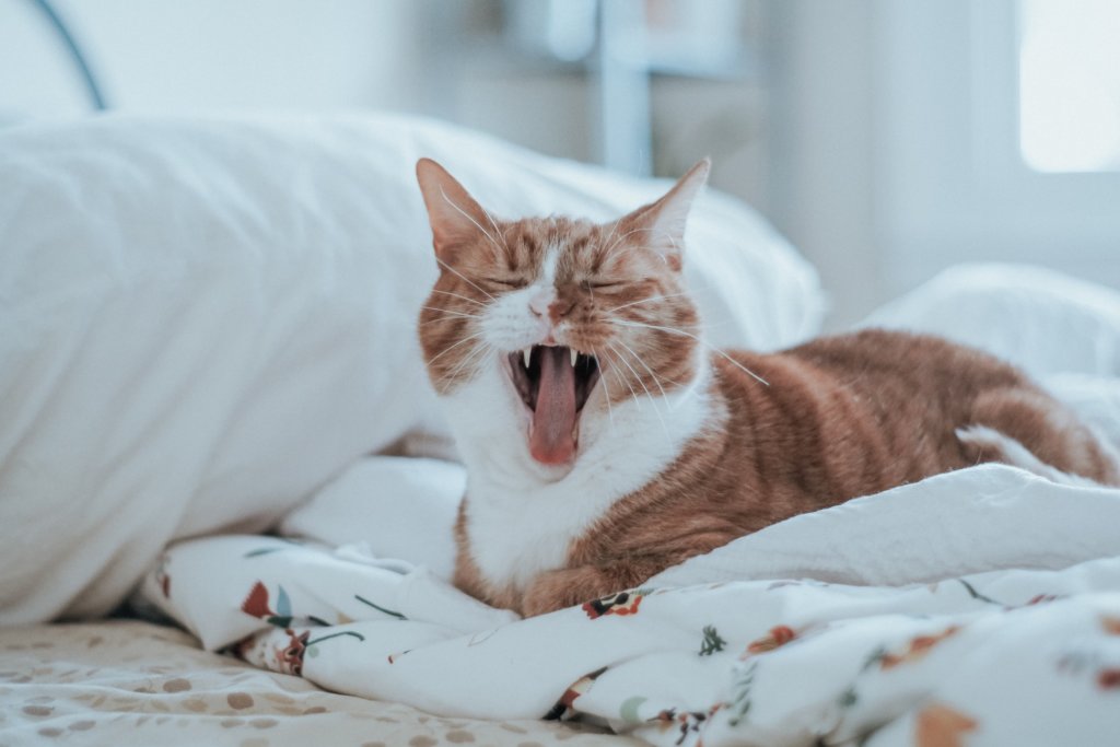 Cat Yawning Picture