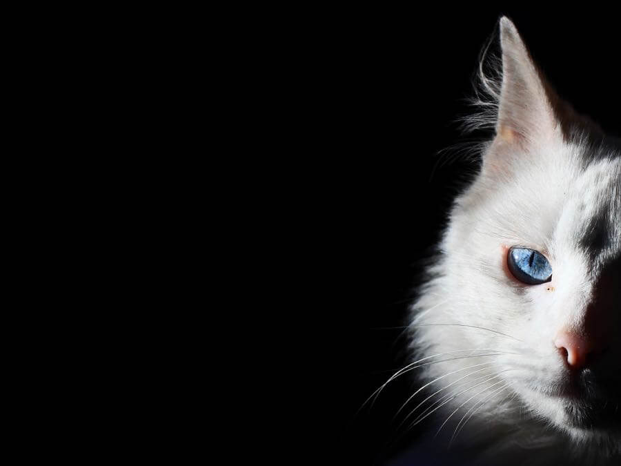 Denise Coronel - Alma.