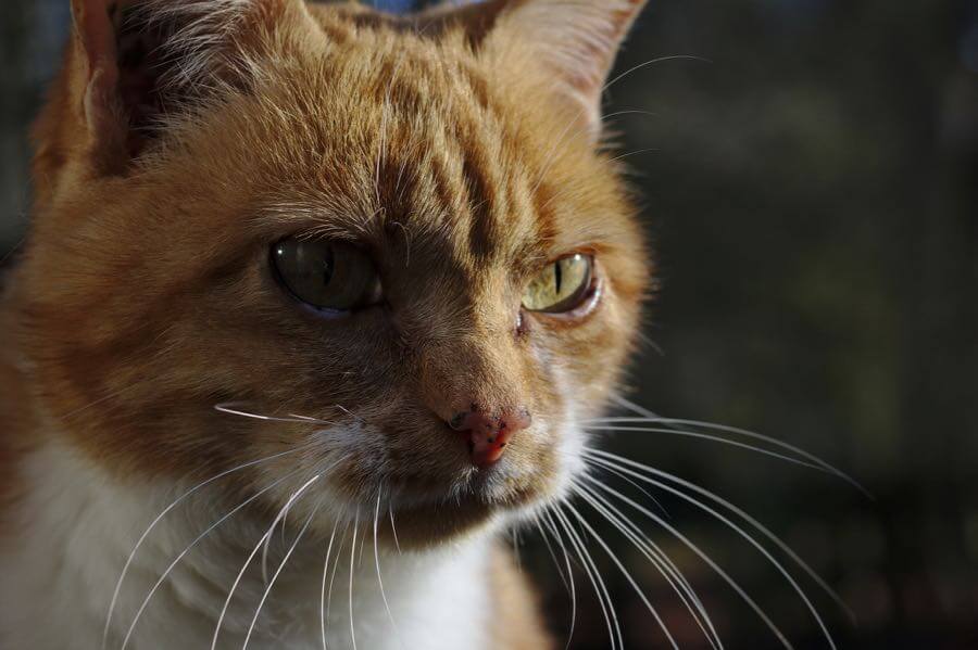 stanze - on the move - Mützlein