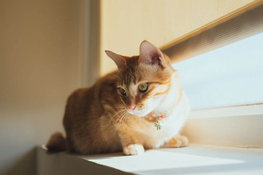 Photos By 夏天 - Window Cat