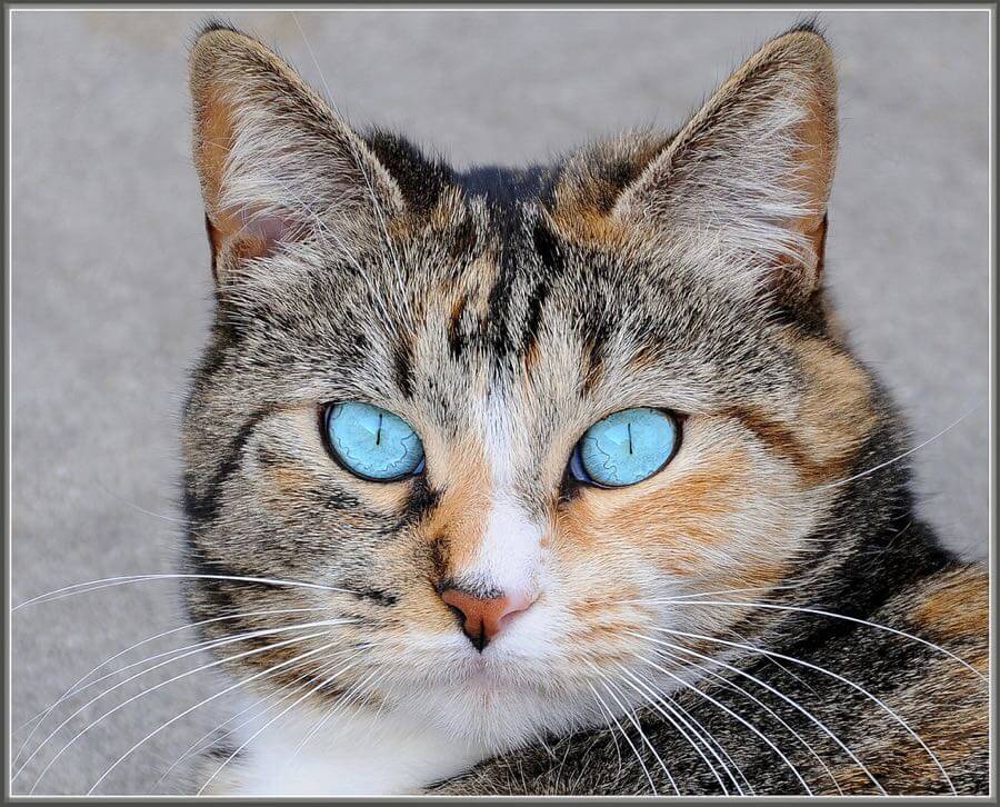 tdlucas5000 - I Iz Cat