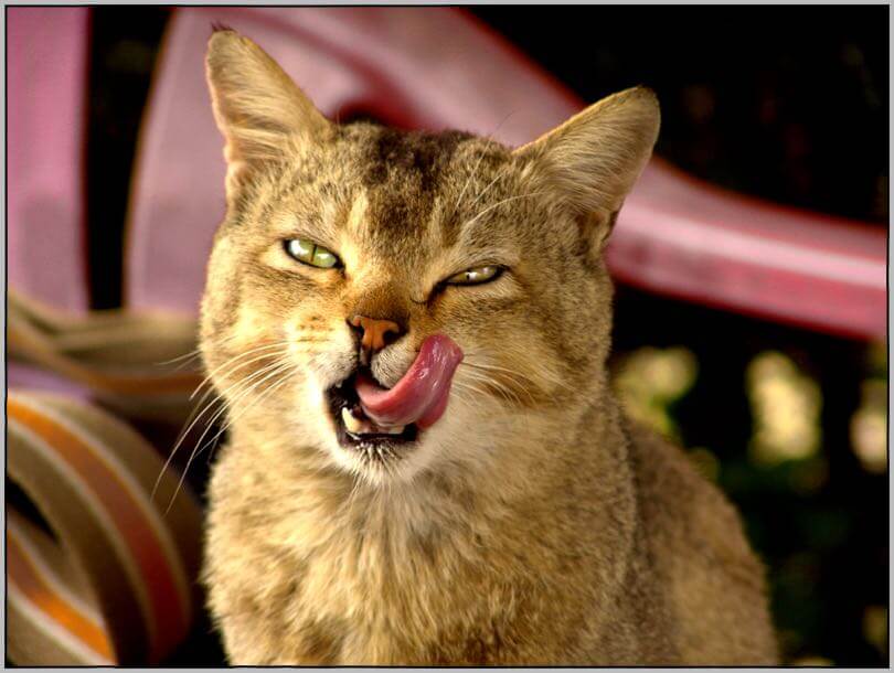 Sukanto Debnath - cat from yuksum