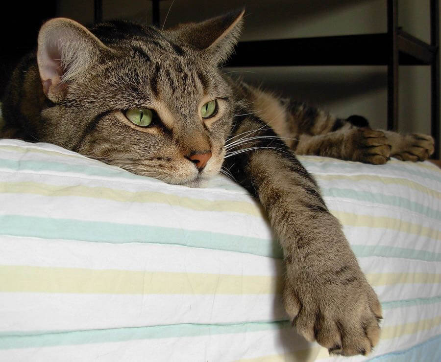 Lucie Provencher - Billy Bob