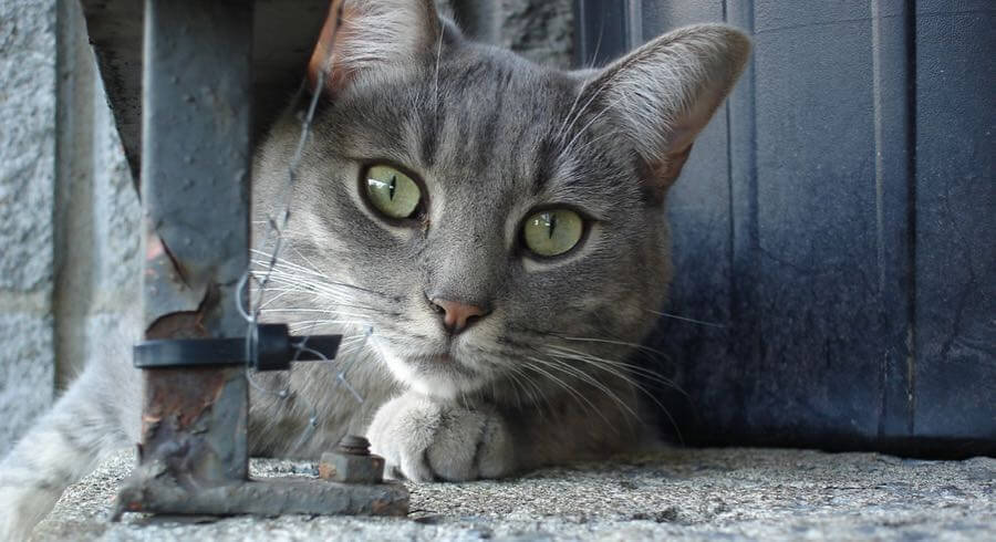 Lucie Provencher - Criquette