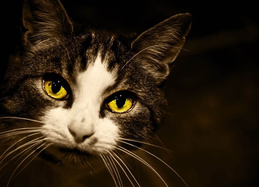 Stuart Richards - Cats Eyes