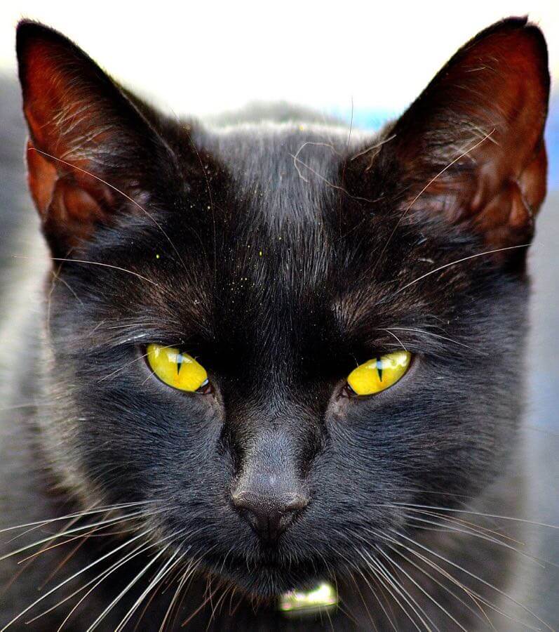Dennis - Black Cat