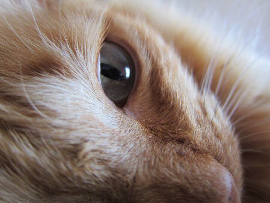 Ana Sofia Guerreirinho - Sunny's Eye