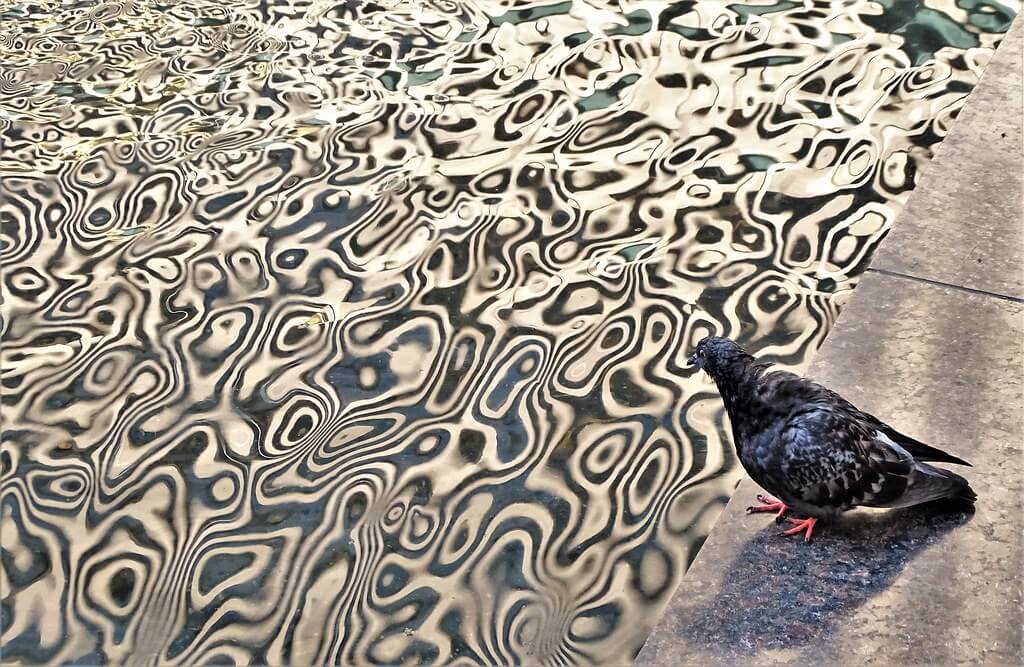 David Smith - Pigeon by Fountain