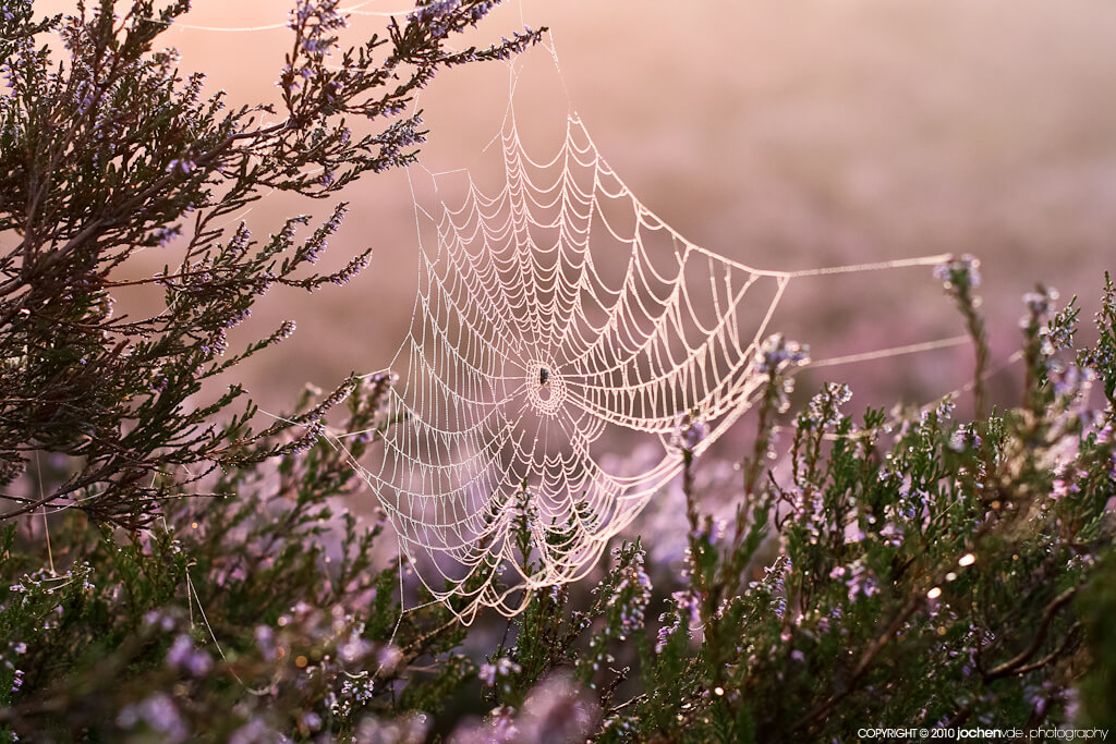 Jochen Vander Eecken - spider web dew bokeh.