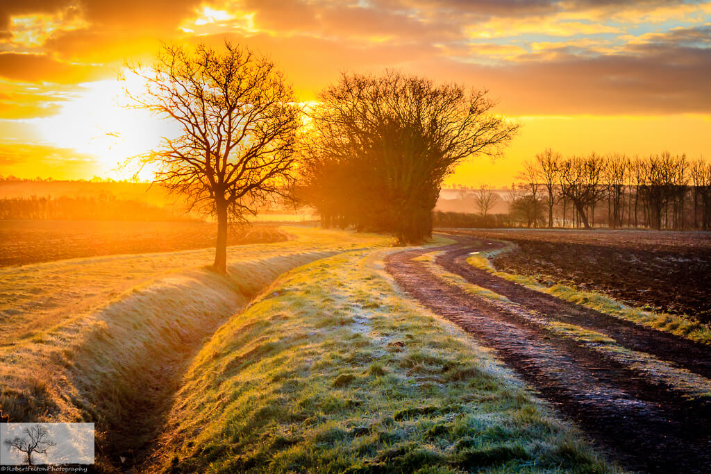 Robert Felton - Frosted Field