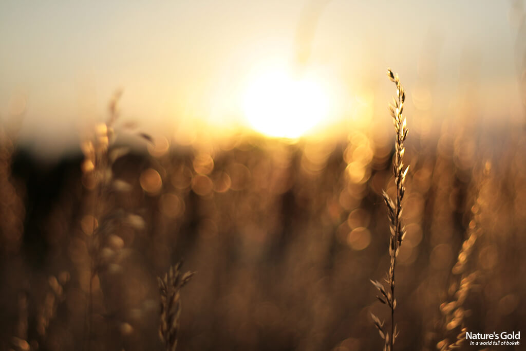 Jochen Vander Eecken - backlighting bokeh