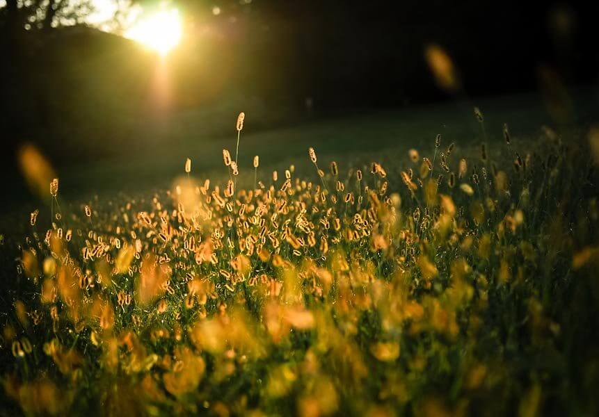 jordan parks - golden hour