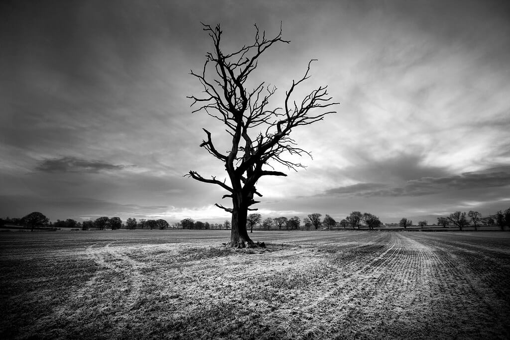 James Drury - dead tree in field