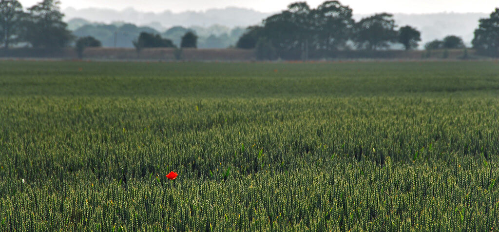 Richard Watkins LRPS - Lone Poppy Landscape
