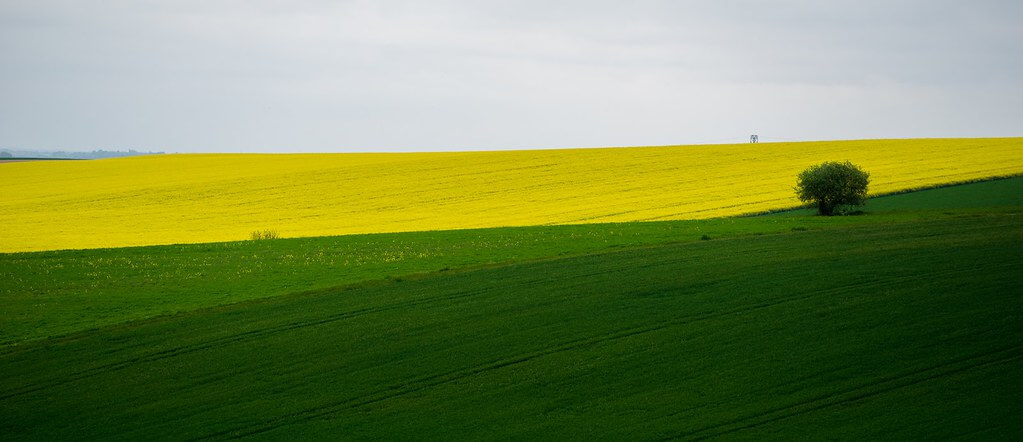 nicolas bello - green and yellow fields