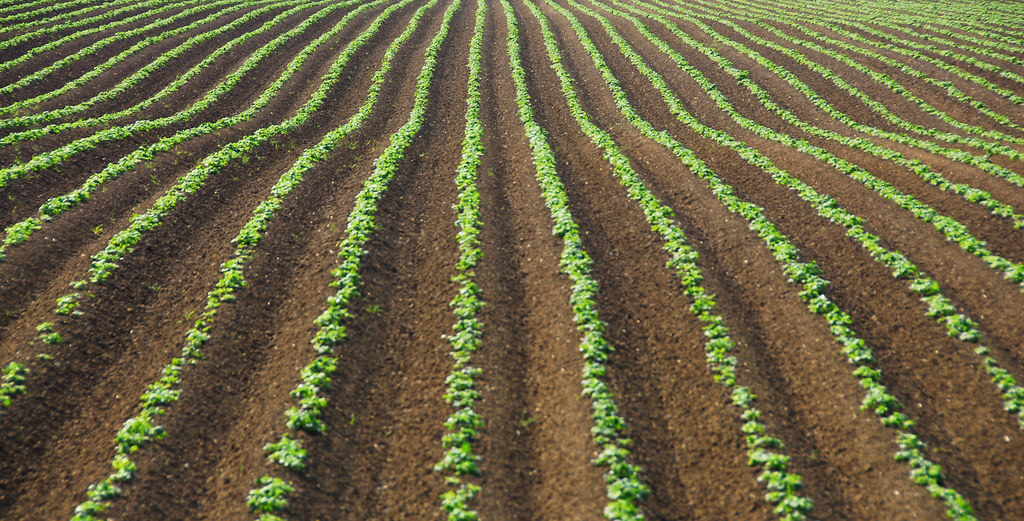 Richard Watkins LRPS - Crops in the Landscape
