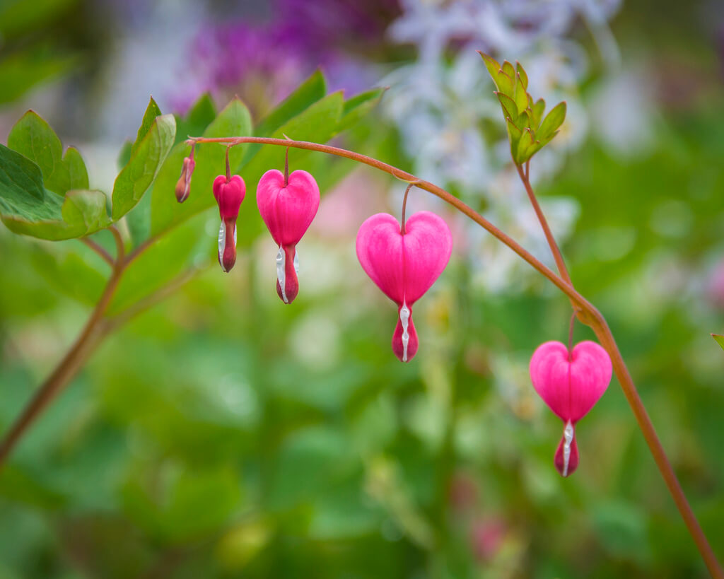 Thomas - Bleeding Hearts