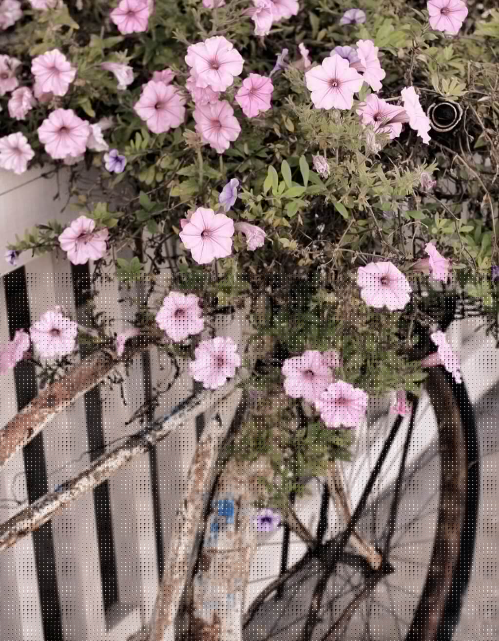 Joanna Kovalcsik - Pedaling Petunias