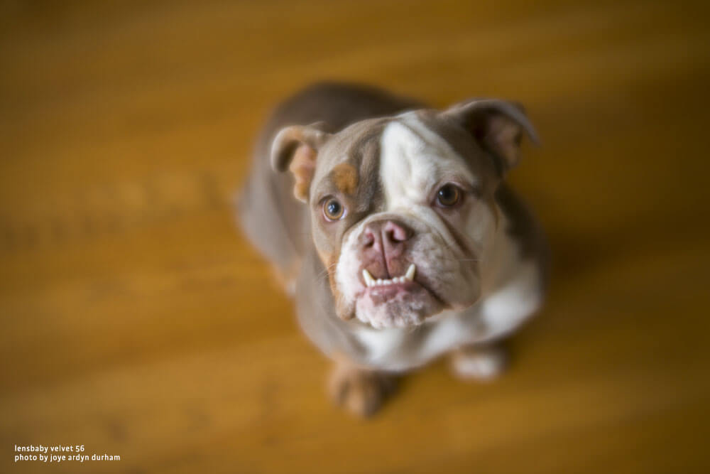 lensbaby 56 sample image dog
