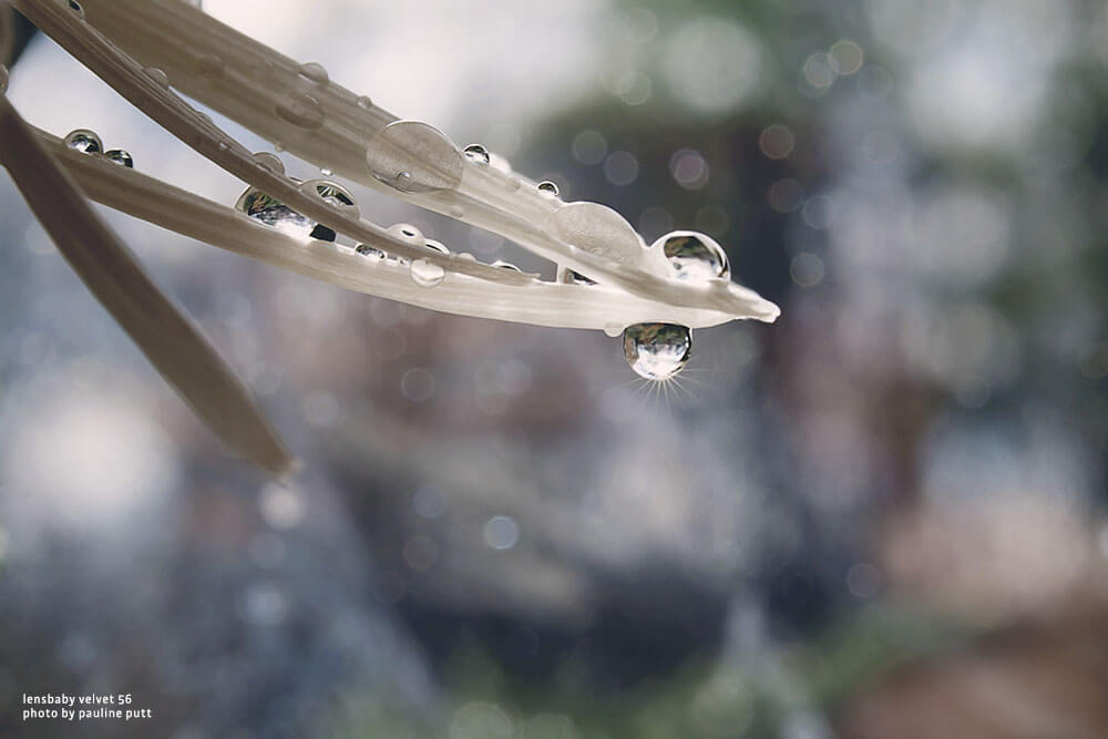 lensbaby sample image water droplets