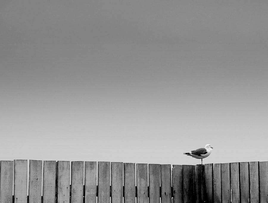 Dawn Ellner - Gazing out to Sea