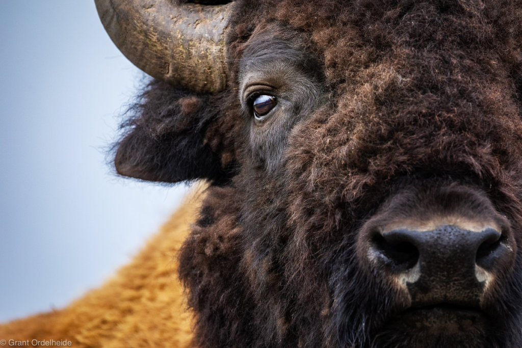 Bison