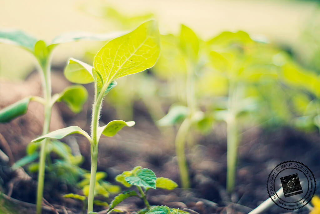 Marie Sturges - Sunflower Seedlings