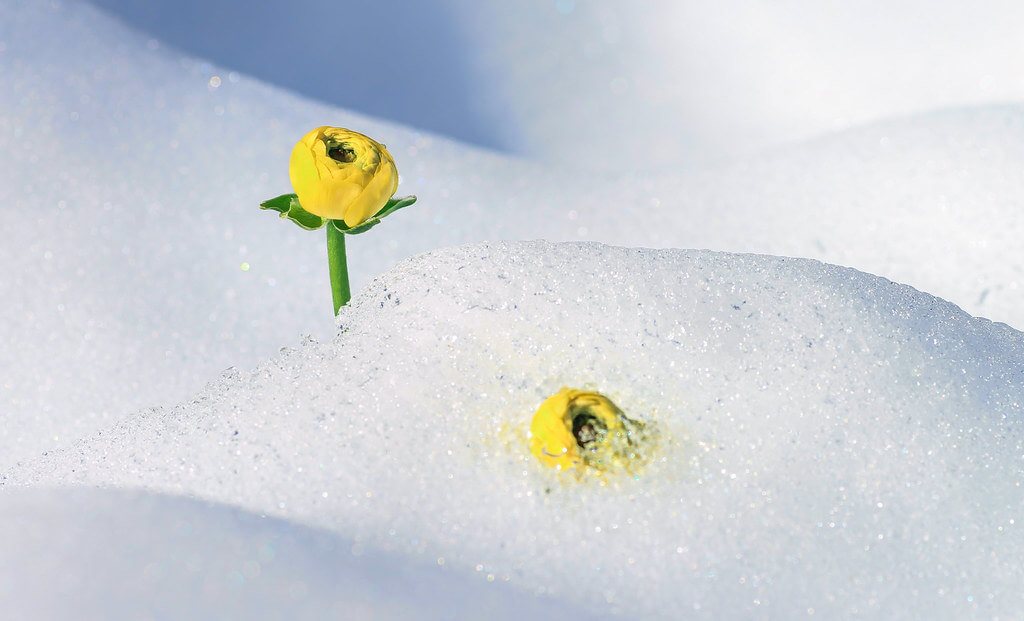 Wicaksono Trian Islami - Flower and Snow