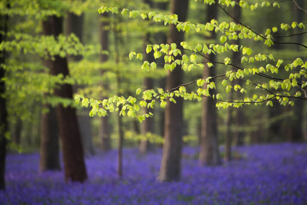 Roelof de Hoog - Forest in the Spring