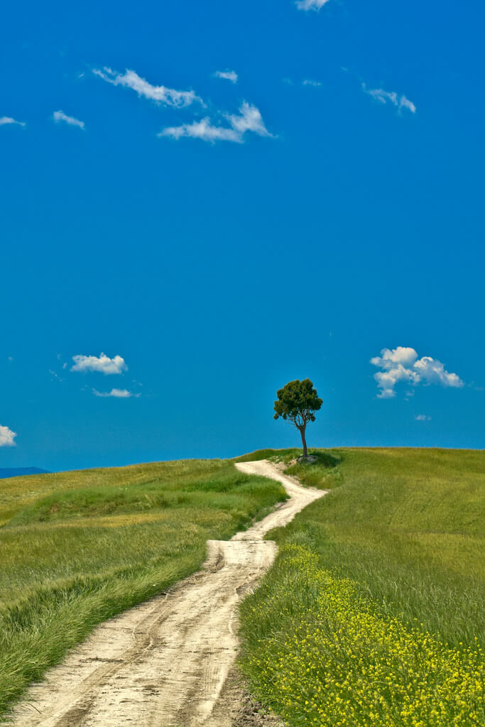 Peter Stenzel - Lonely Tree