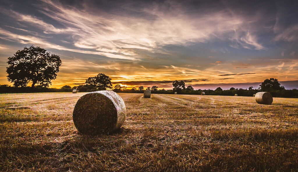 Matthew Johnson - hay bales at harvest