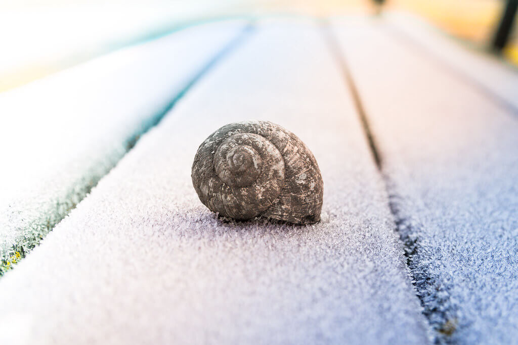 ralfstraßgütl - snail shell covered with frost
