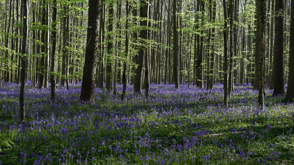 Enrique EKOGA - Bluebells, Halle Forest, Belgium