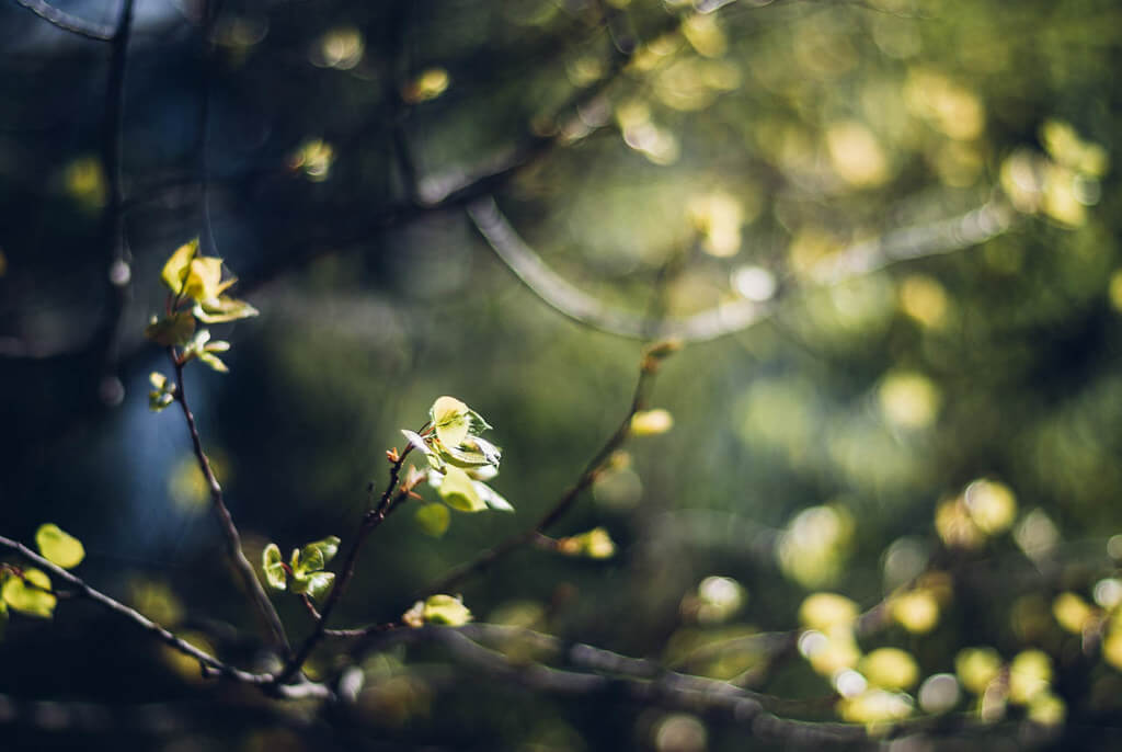 R Casey - spring leaves