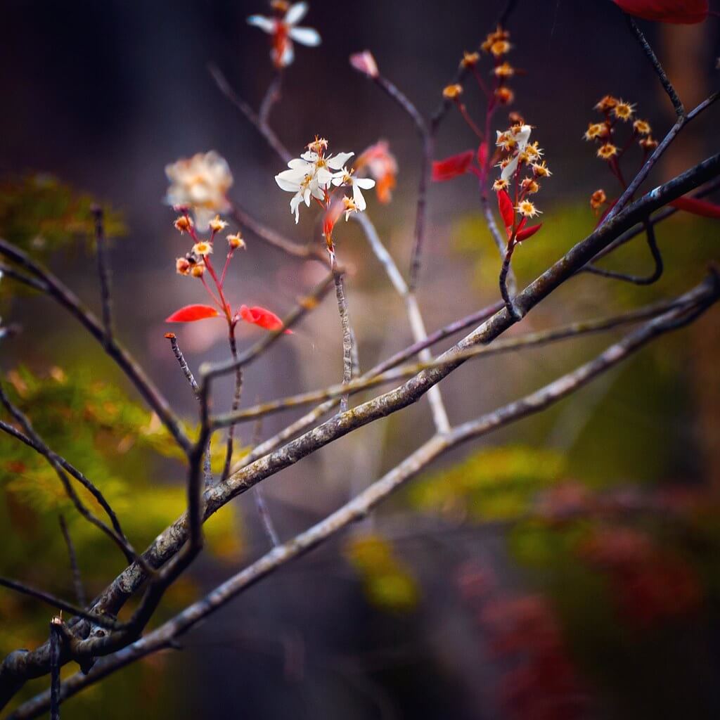 R Casey - Cherry blossoms