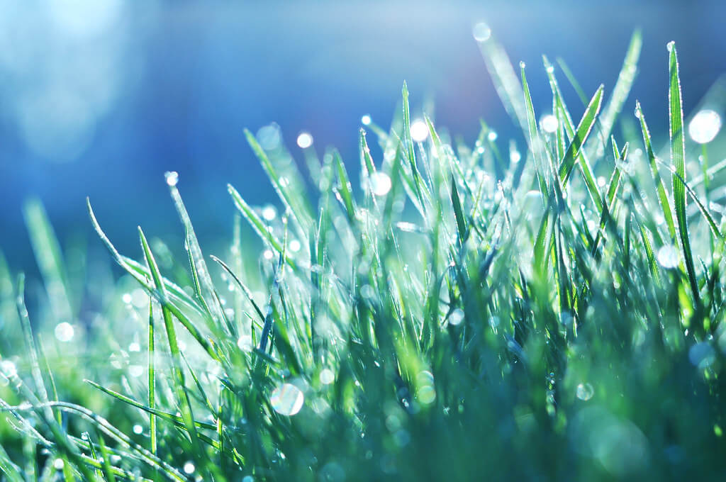 jordan parks - dew on green grass